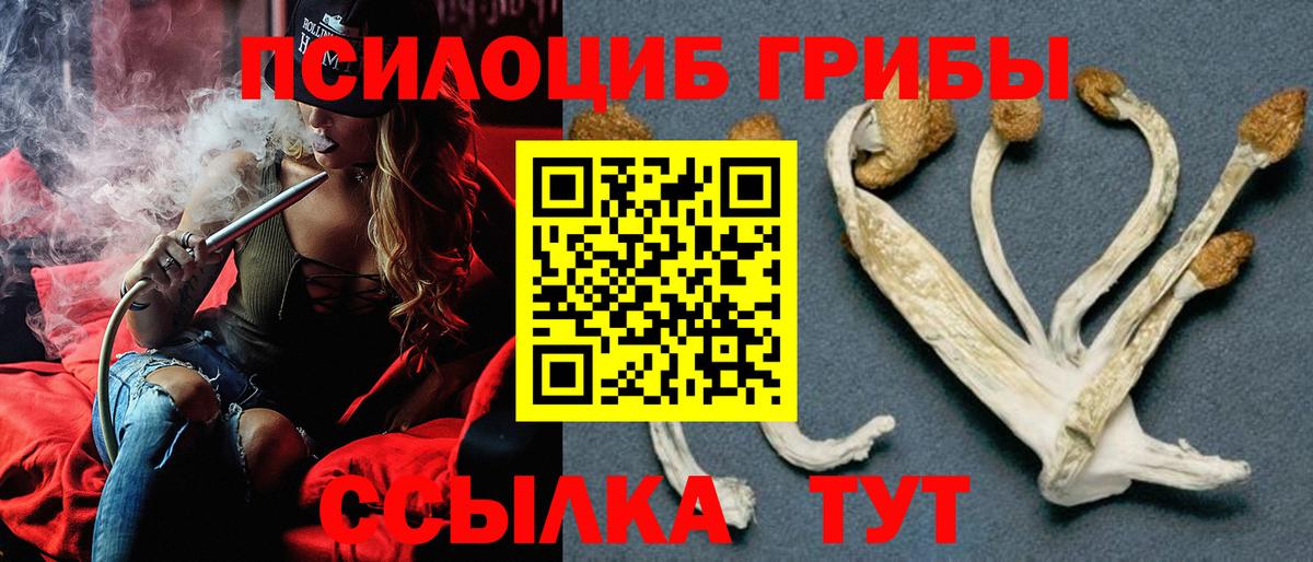 Псилоцибиновые грибы Psilocybe Гуково